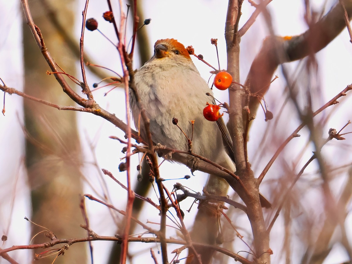 Tayga Çütresi - ML646151648