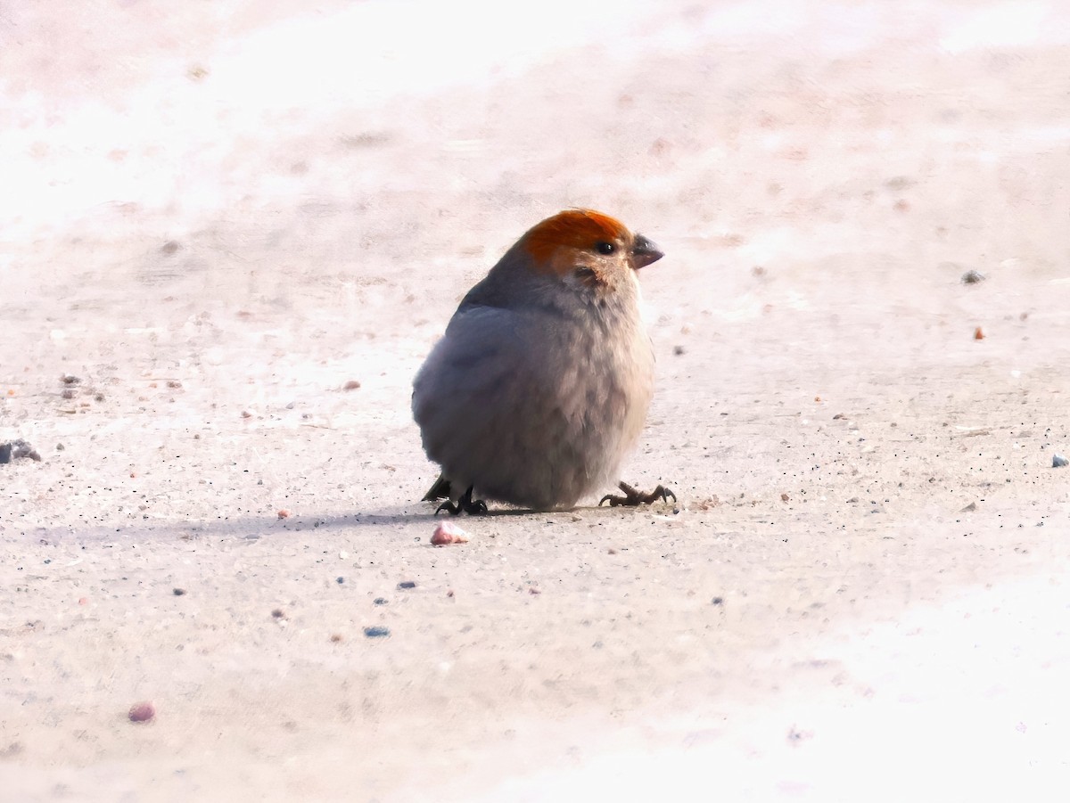 Tayga Çütresi - ML646151649