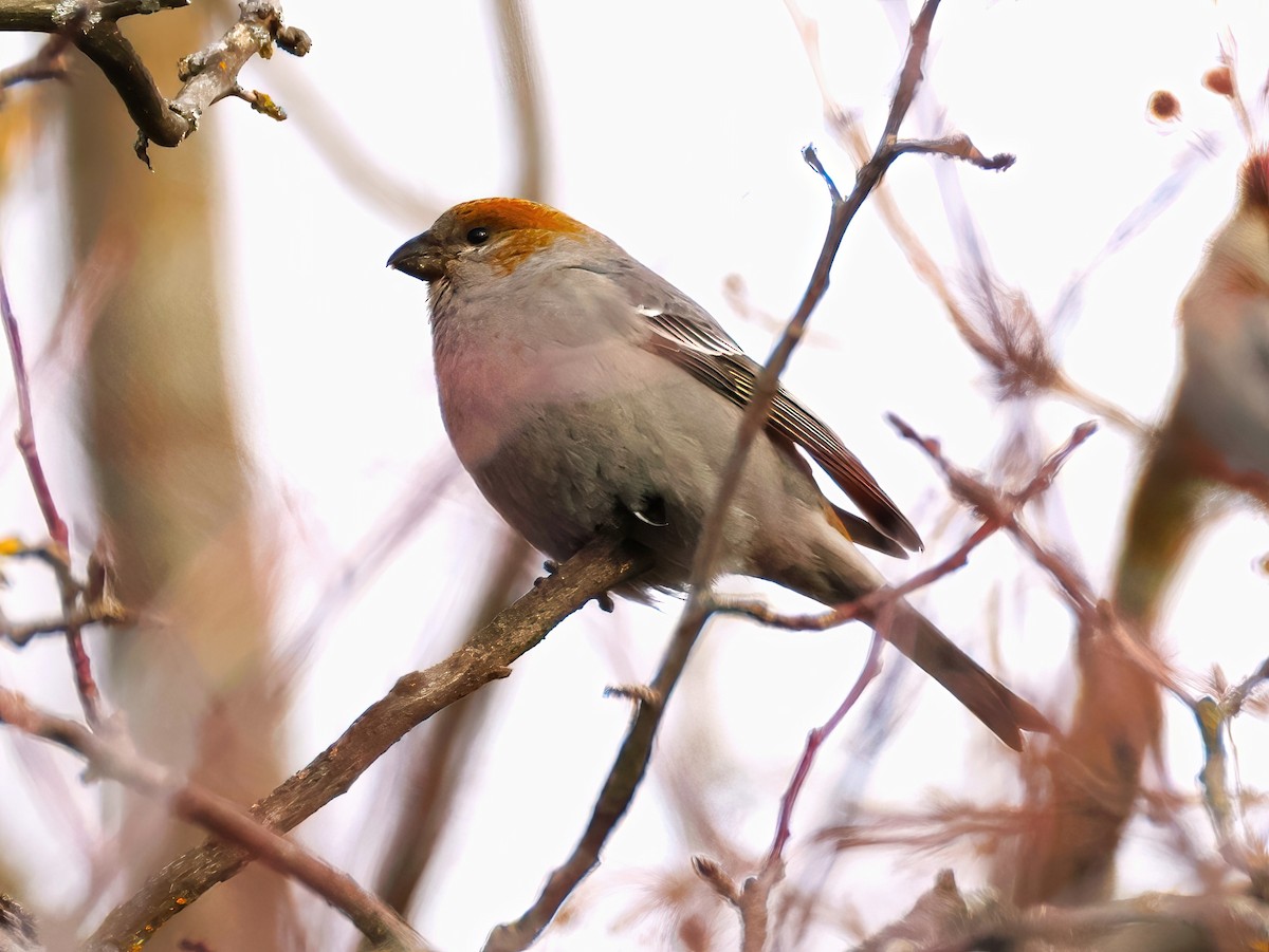 Tayga Çütresi - ML646151650