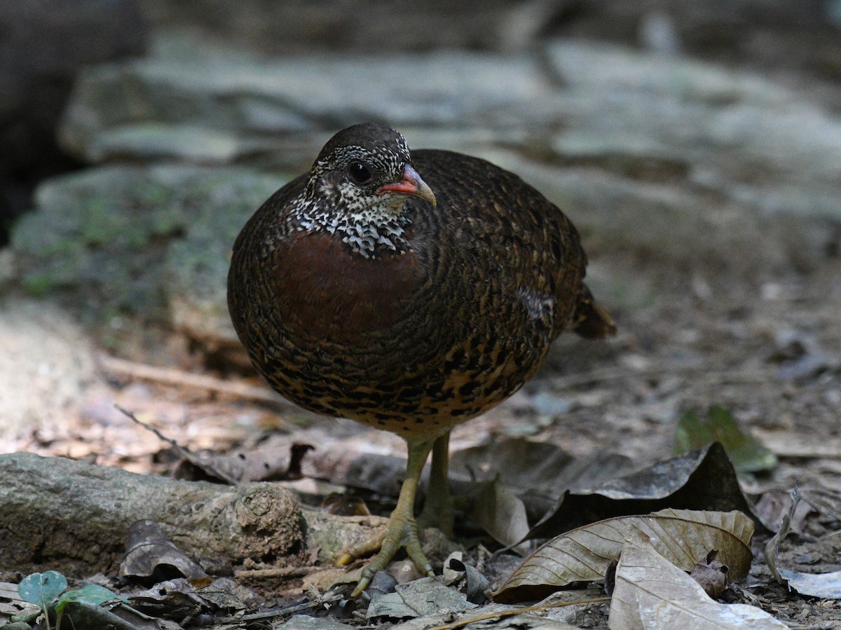 Scaly-breasted Partridge - ML646151651