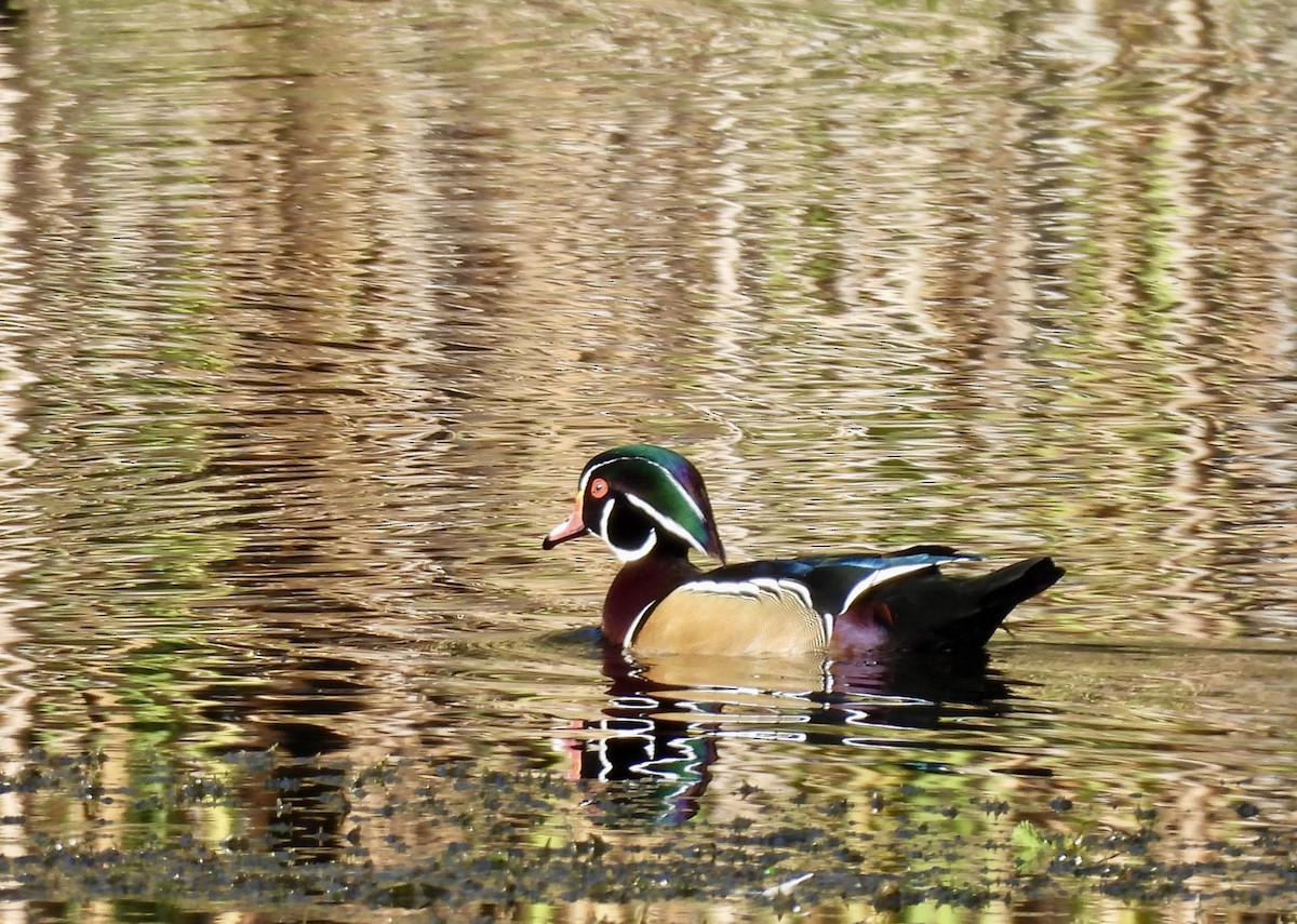 Wood Duck - ML646151653