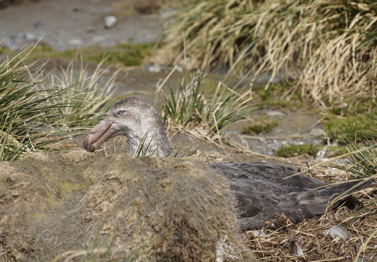 Kuzey Dev Fırtınakuşu - ML646151663