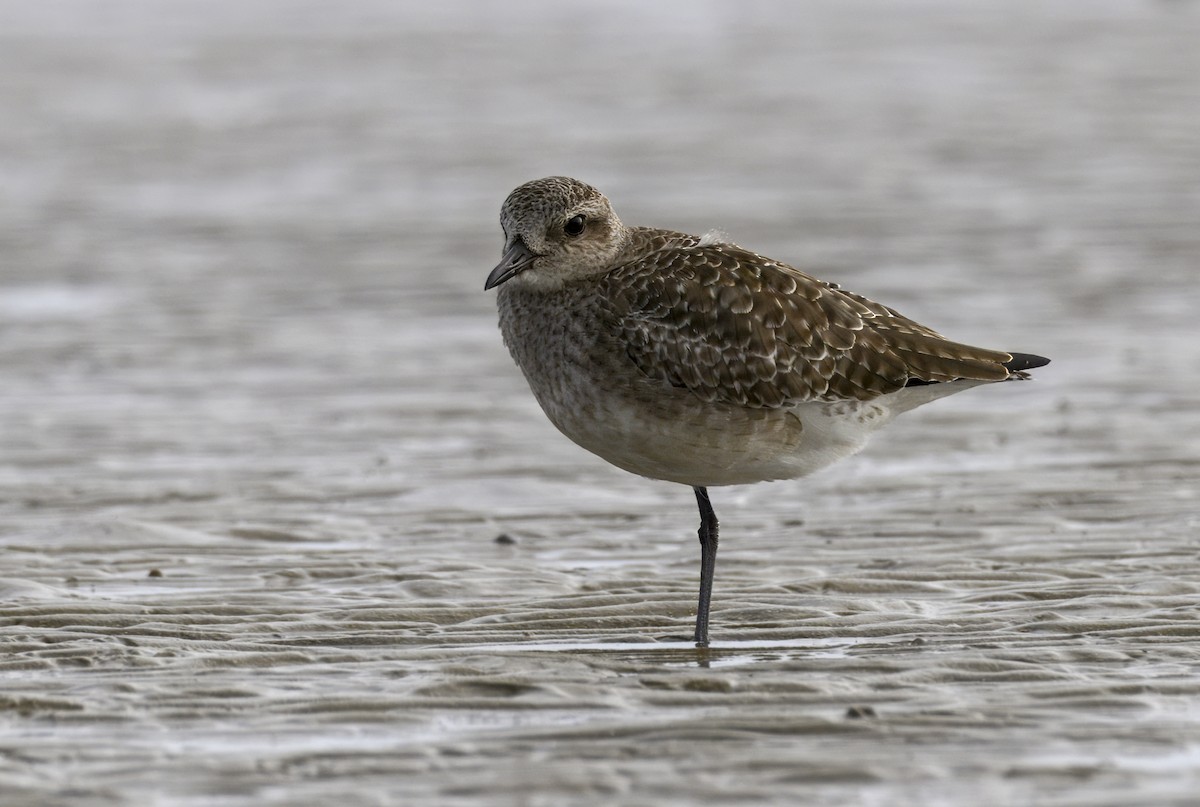 Black-bellied Plover - ML646151672