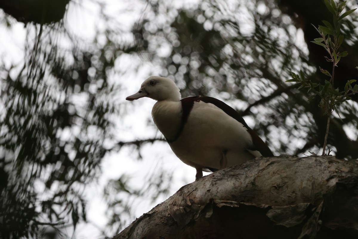 Radjah Shelduck - ML646151677