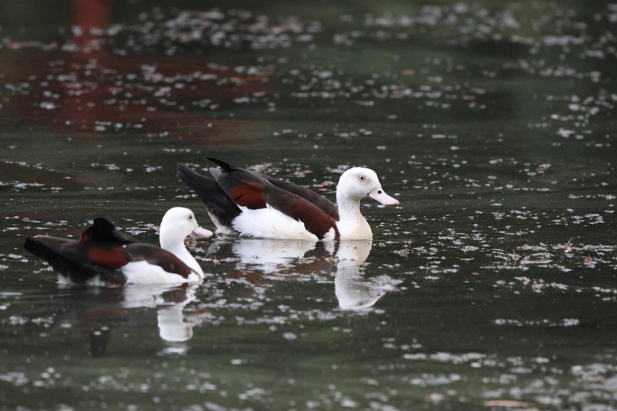 Radjah Shelduck - ML646151678