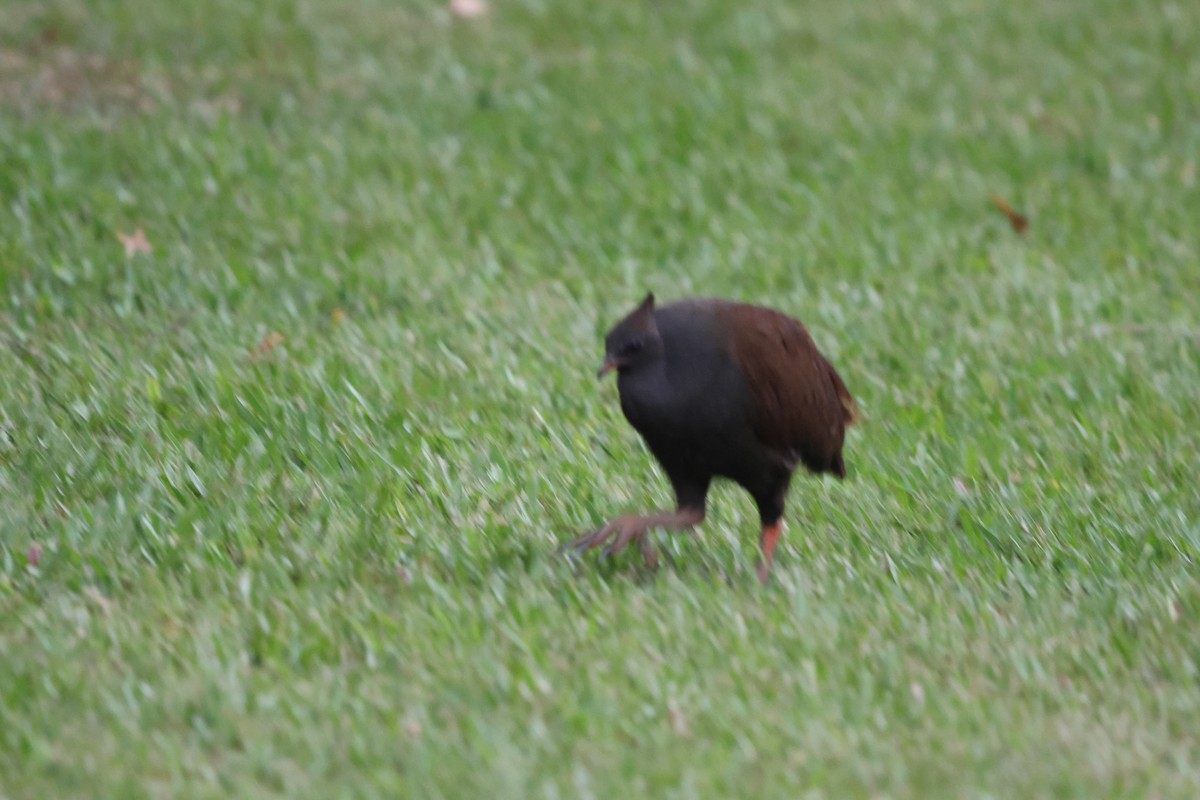 Orange-footed Megapode - ML646151687