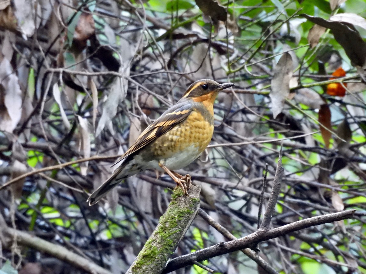 Varied Thrush - ML646151690