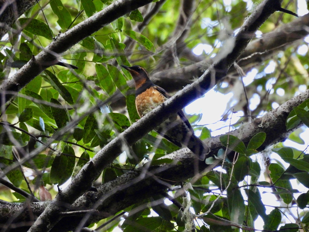 Varied Thrush - ML646151691