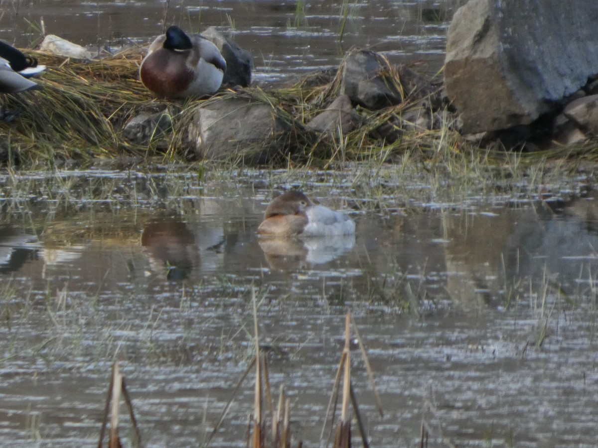 Fuligule à dos blanc - ML646151698