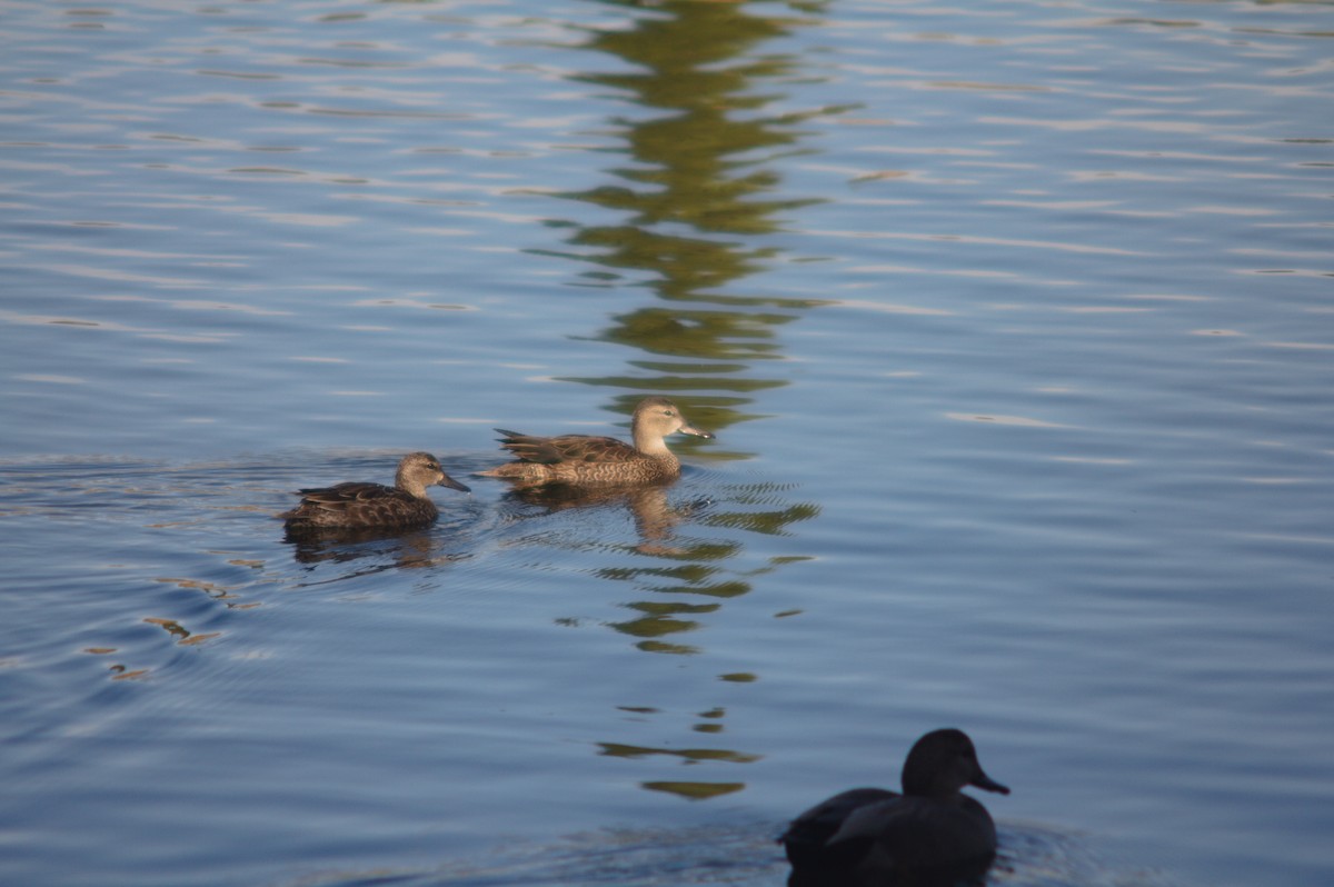 Серая утка - ML646151703