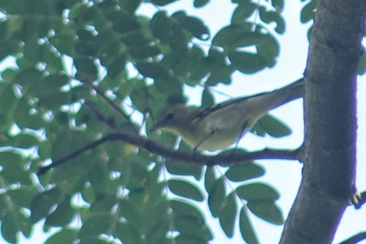 Bay-breasted Warbler - ML646151704