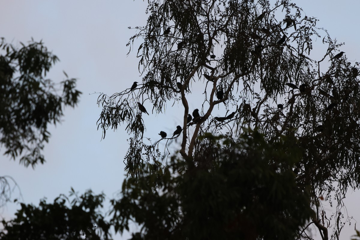 Metallic Starling (Metallic) - ML646151705