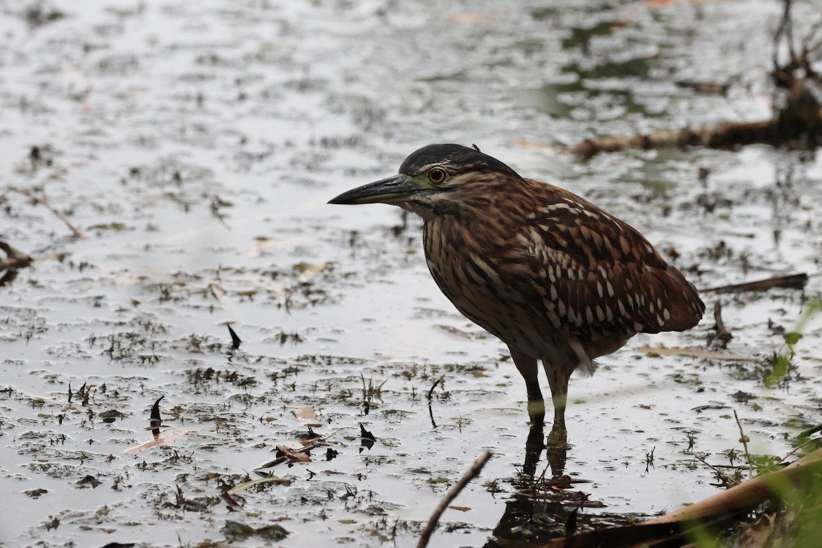 Nankeen Night Heron - ML646151707
