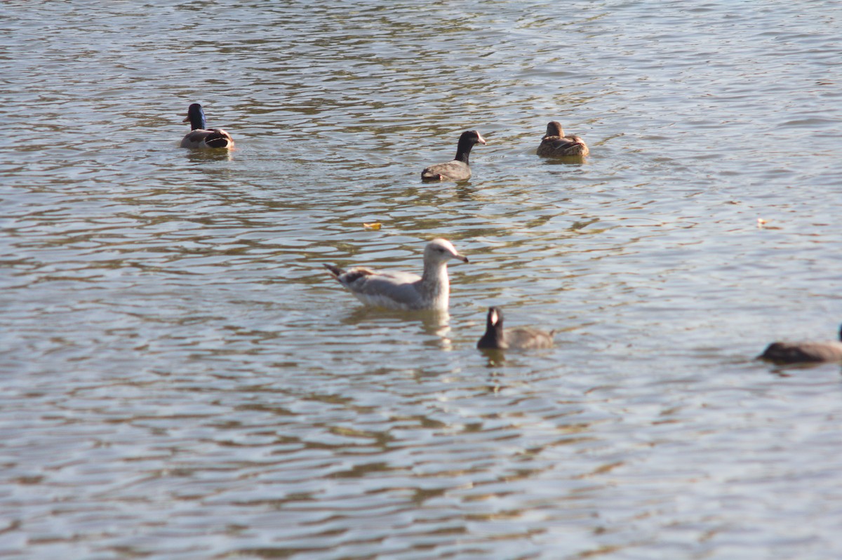Ring-billed Gull - ML646151709