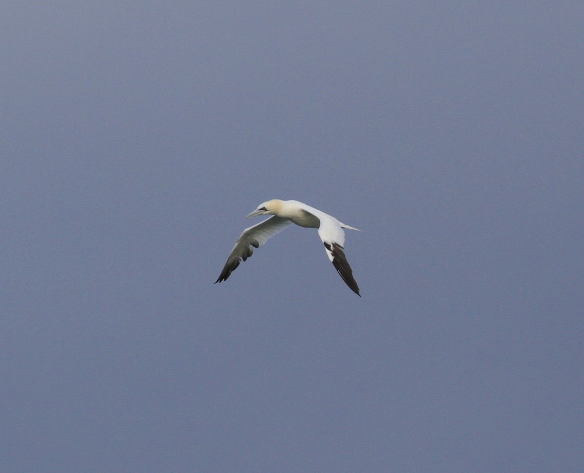 Northern Gannet - ML646151710