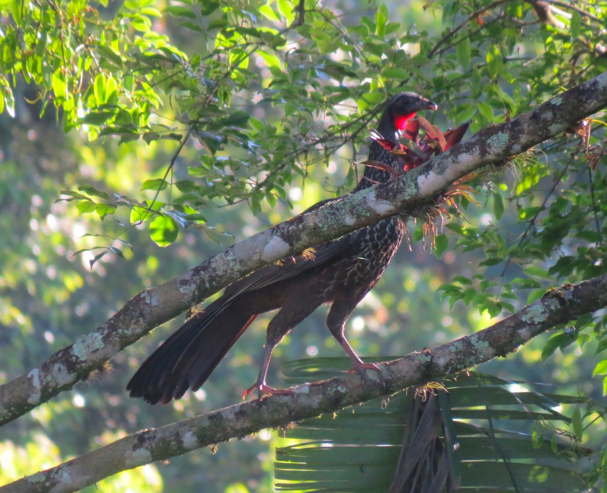Dusky-legged Guan - ML646151711