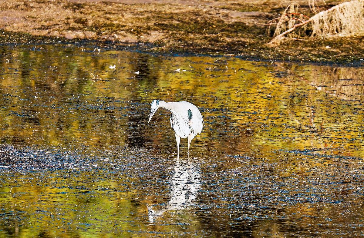 Great Blue Heron - ML646151712
