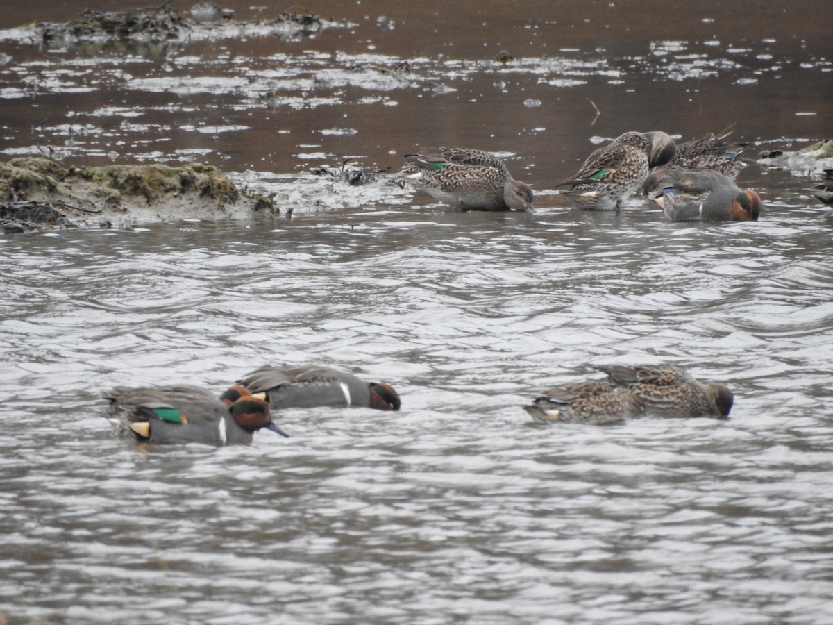 Green-winged Teal - ML646151714