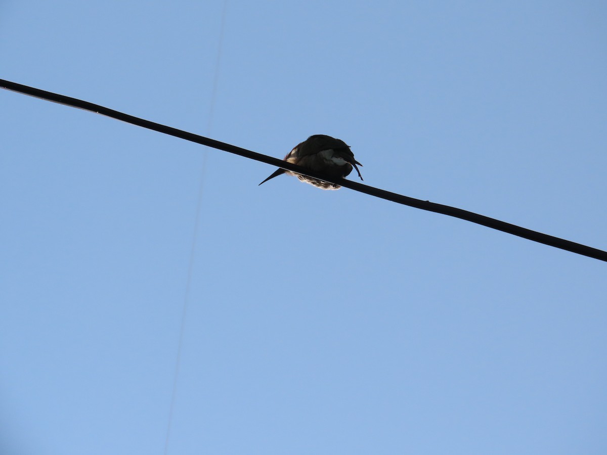 Asian Green Bee-eater - ML646151715