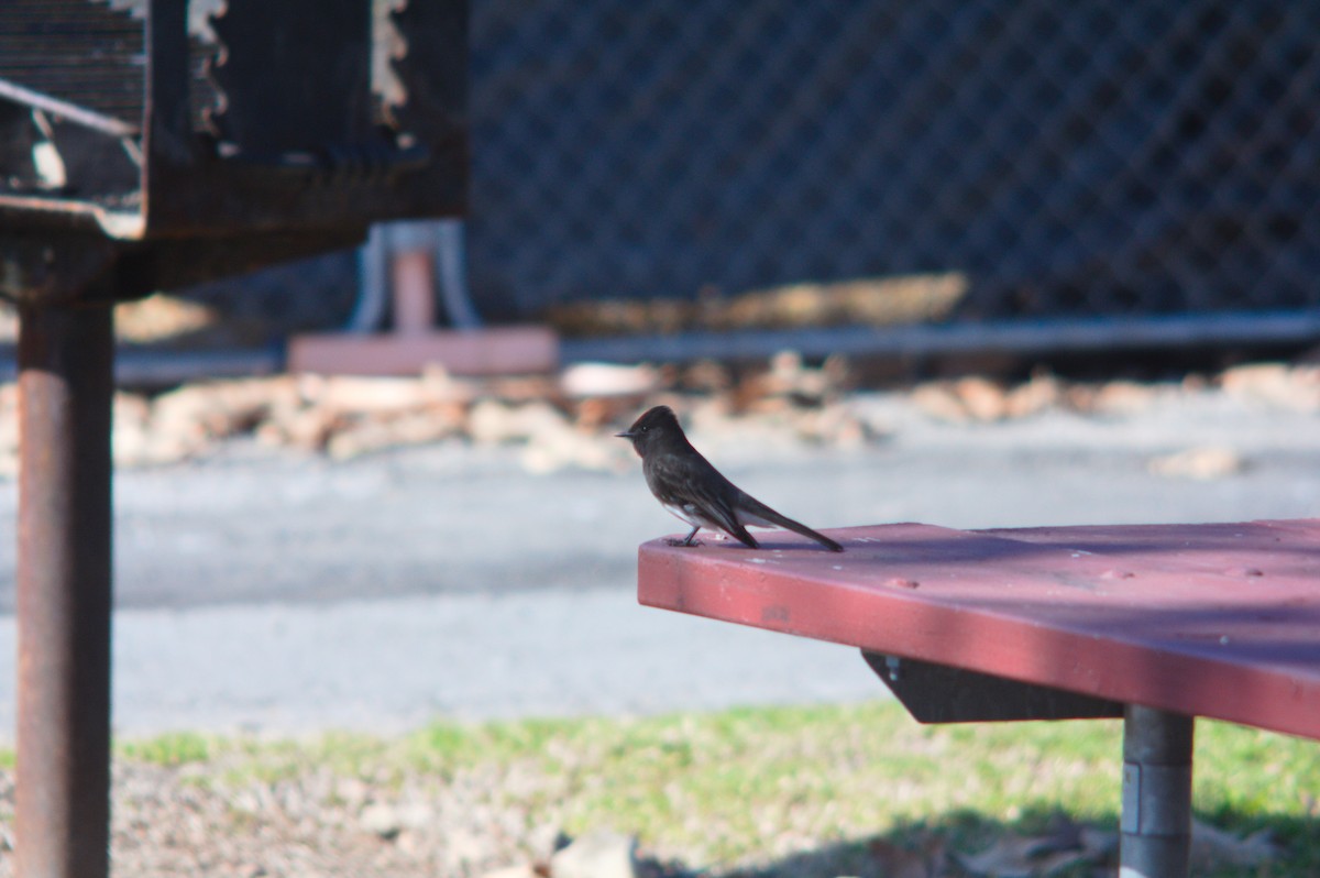 Black Phoebe - ML646151716