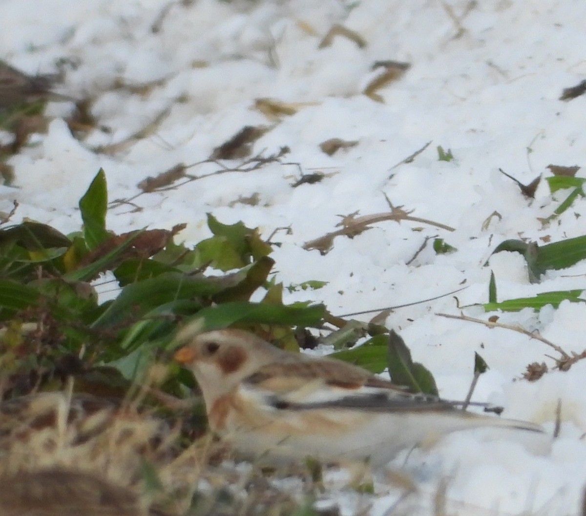Snow Bunting - ML646151718