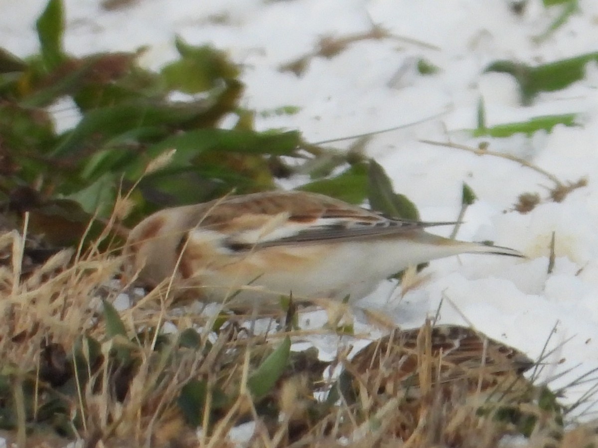 Snow Bunting - ML646151719