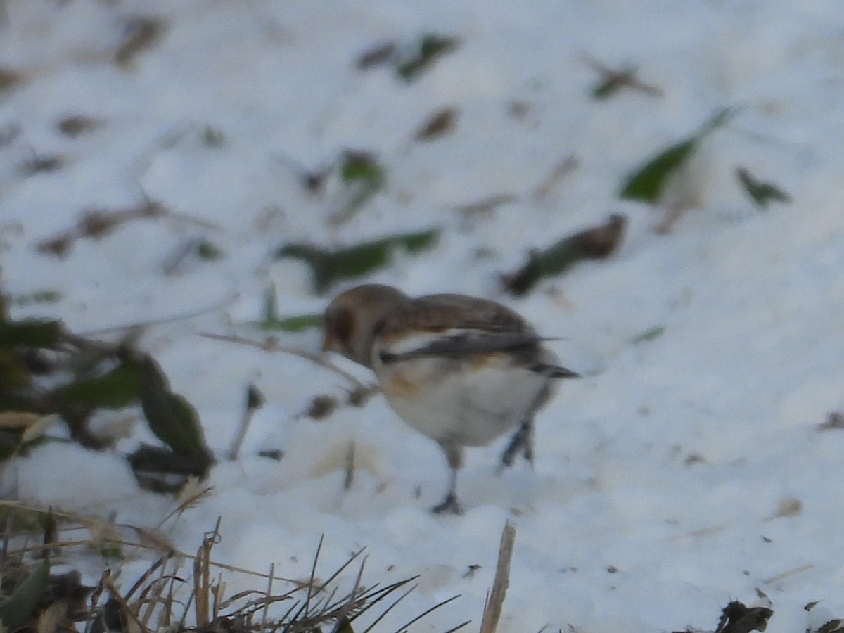 Snow Bunting - ML646151720