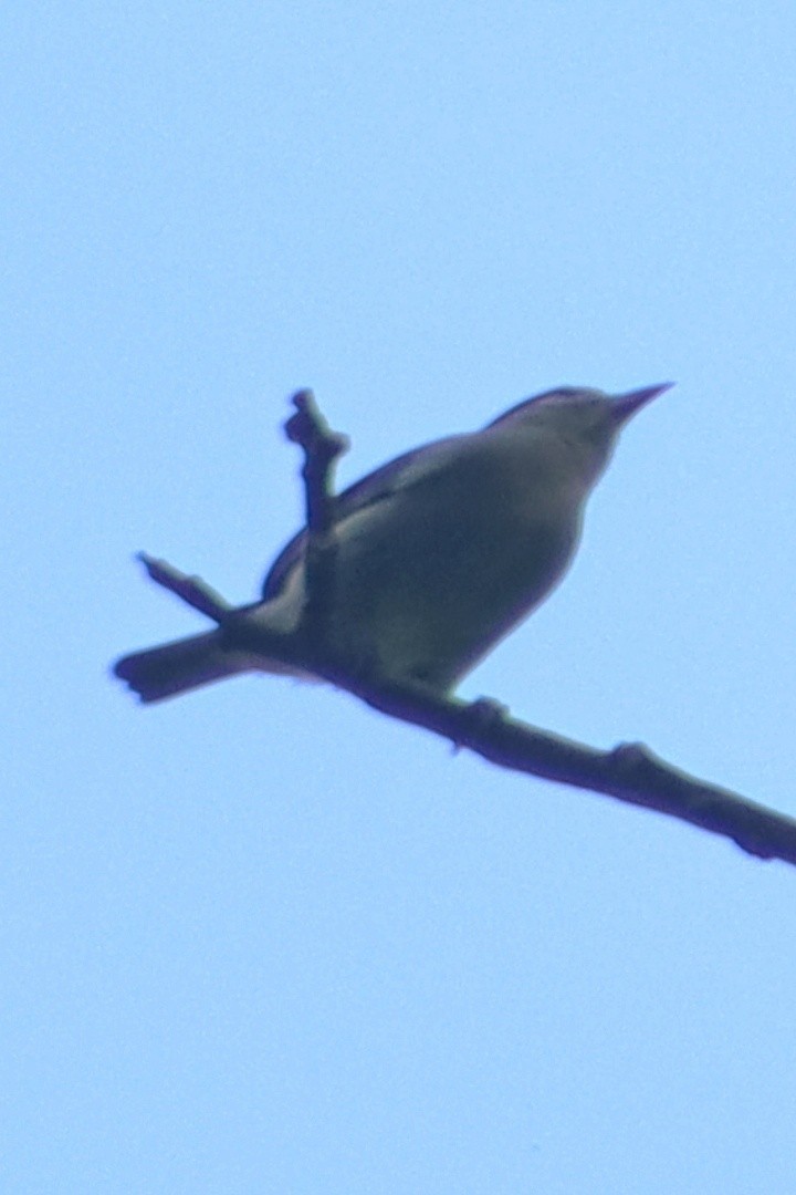 White-eared Conebill - ML646151721