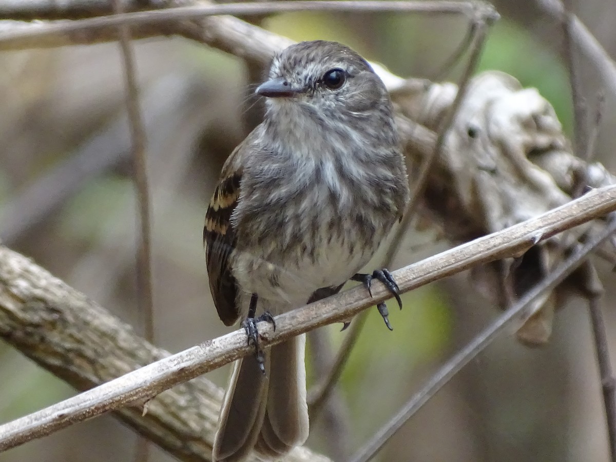 Mouse-gray Flycatcher - ML646151722