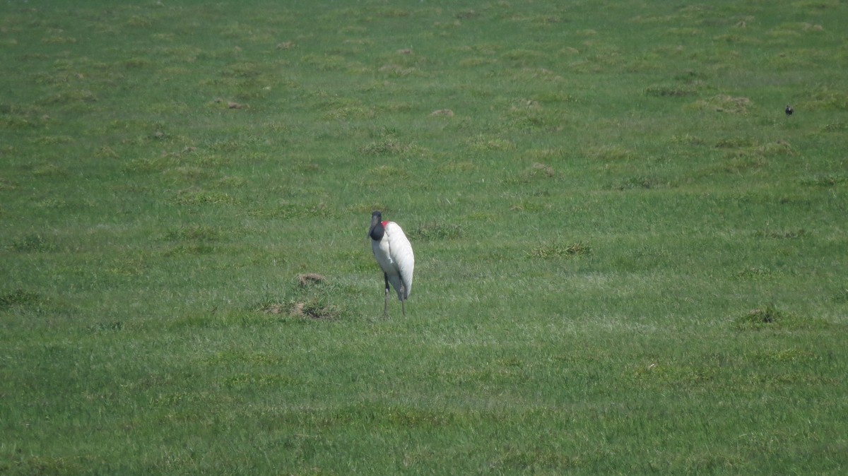 Jabiru - ML646151723