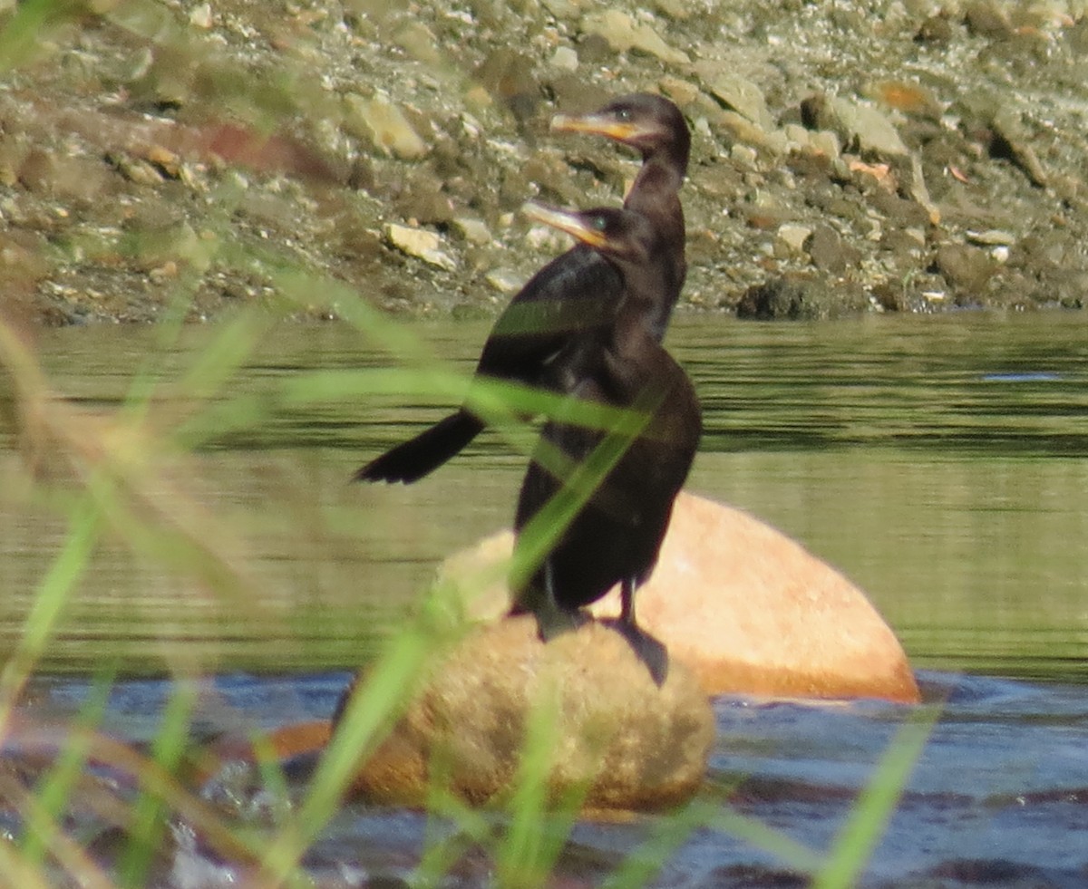 Neotropic Cormorant - ML646151724