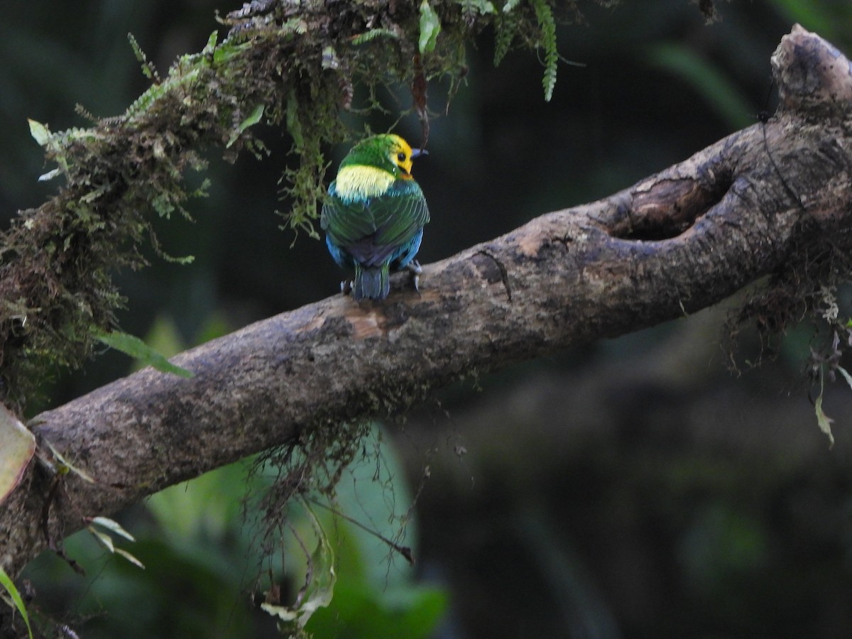 Multicolored Tanager - ML646151726