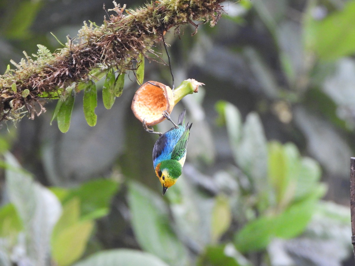 Multicolored Tanager - ML646151727