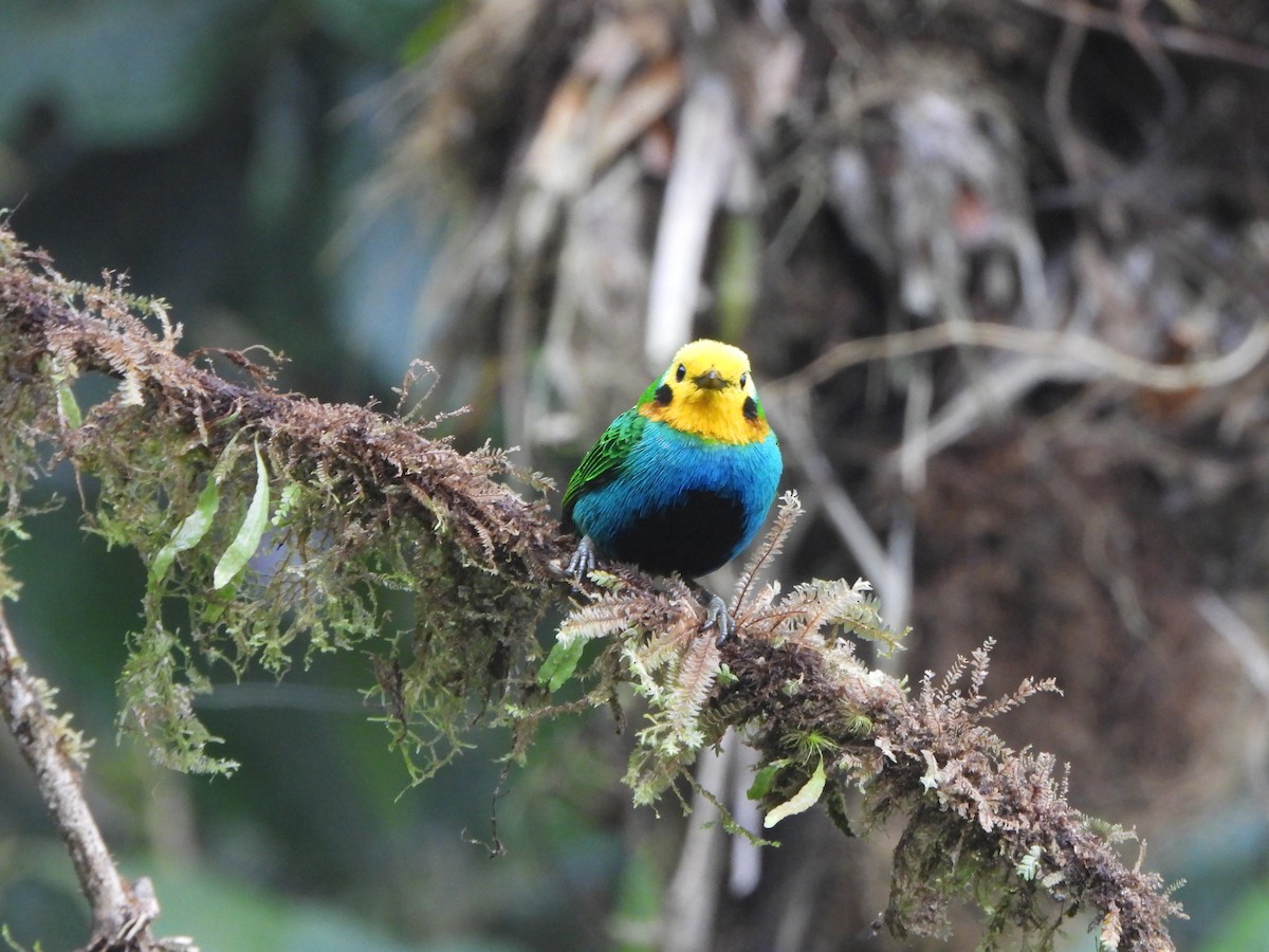 Multicolored Tanager - ML646151728