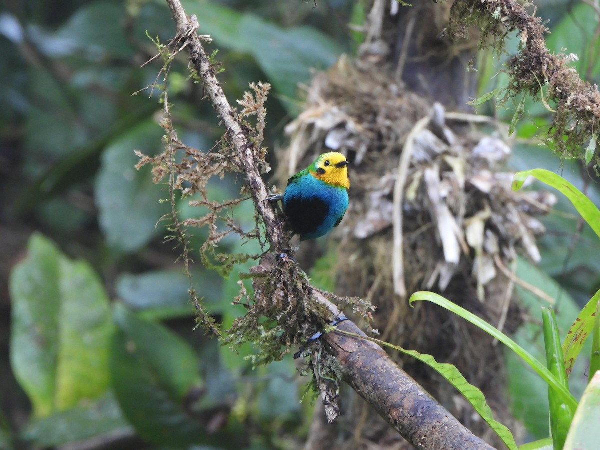 Multicolored Tanager - ML646151729