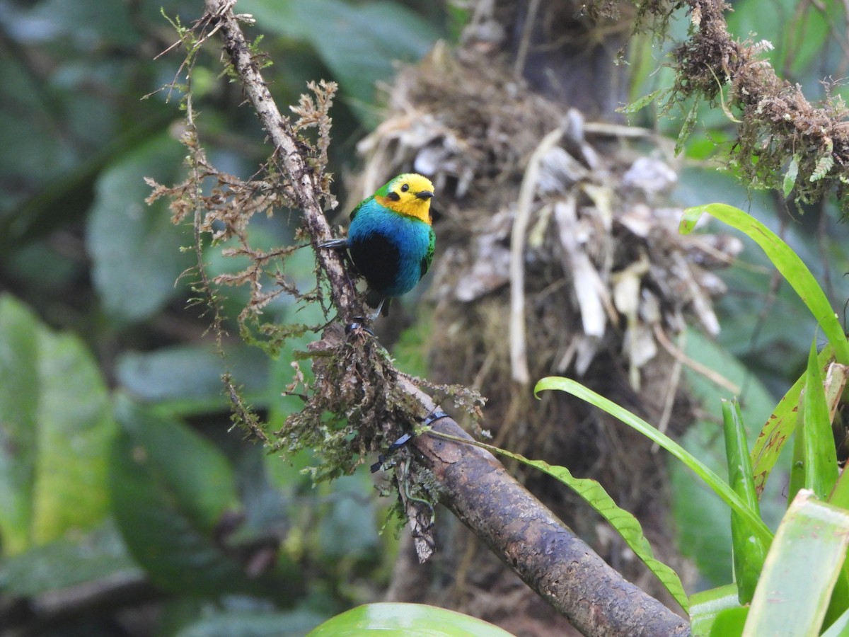 Multicolored Tanager - ML646151730