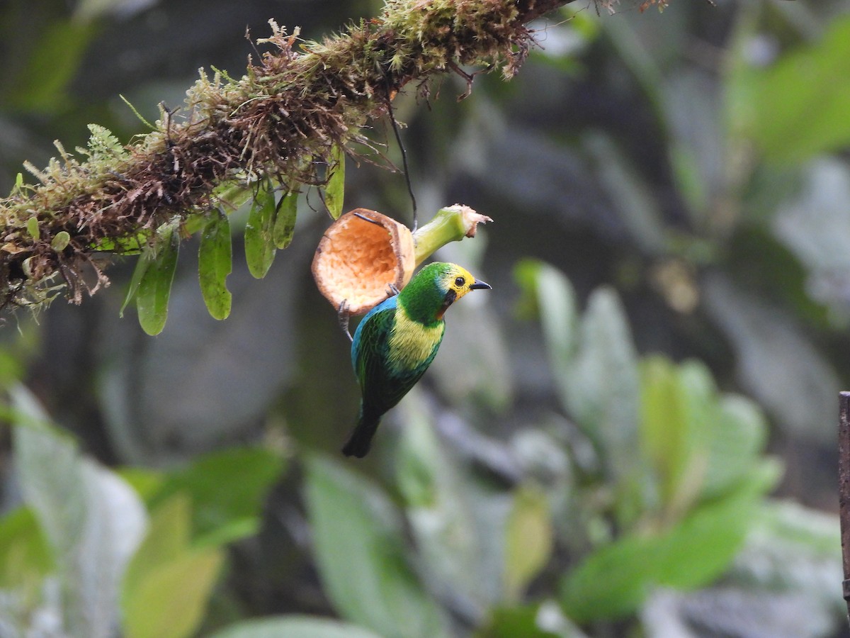 Multicolored Tanager - ML646151731
