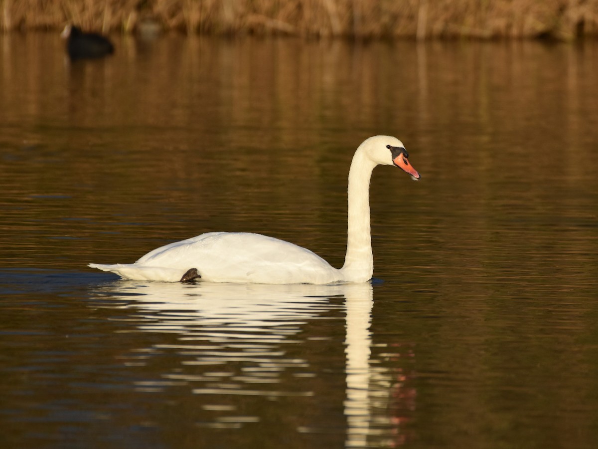 Mute Swan - ML646151735