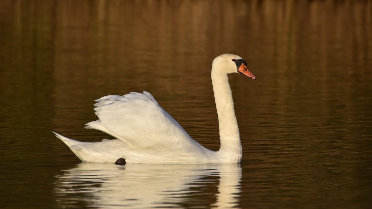 Mute Swan - ML646151736