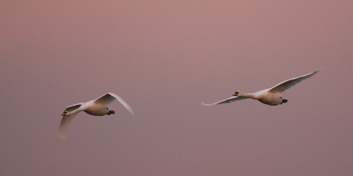 Mute Swan - ML646151737