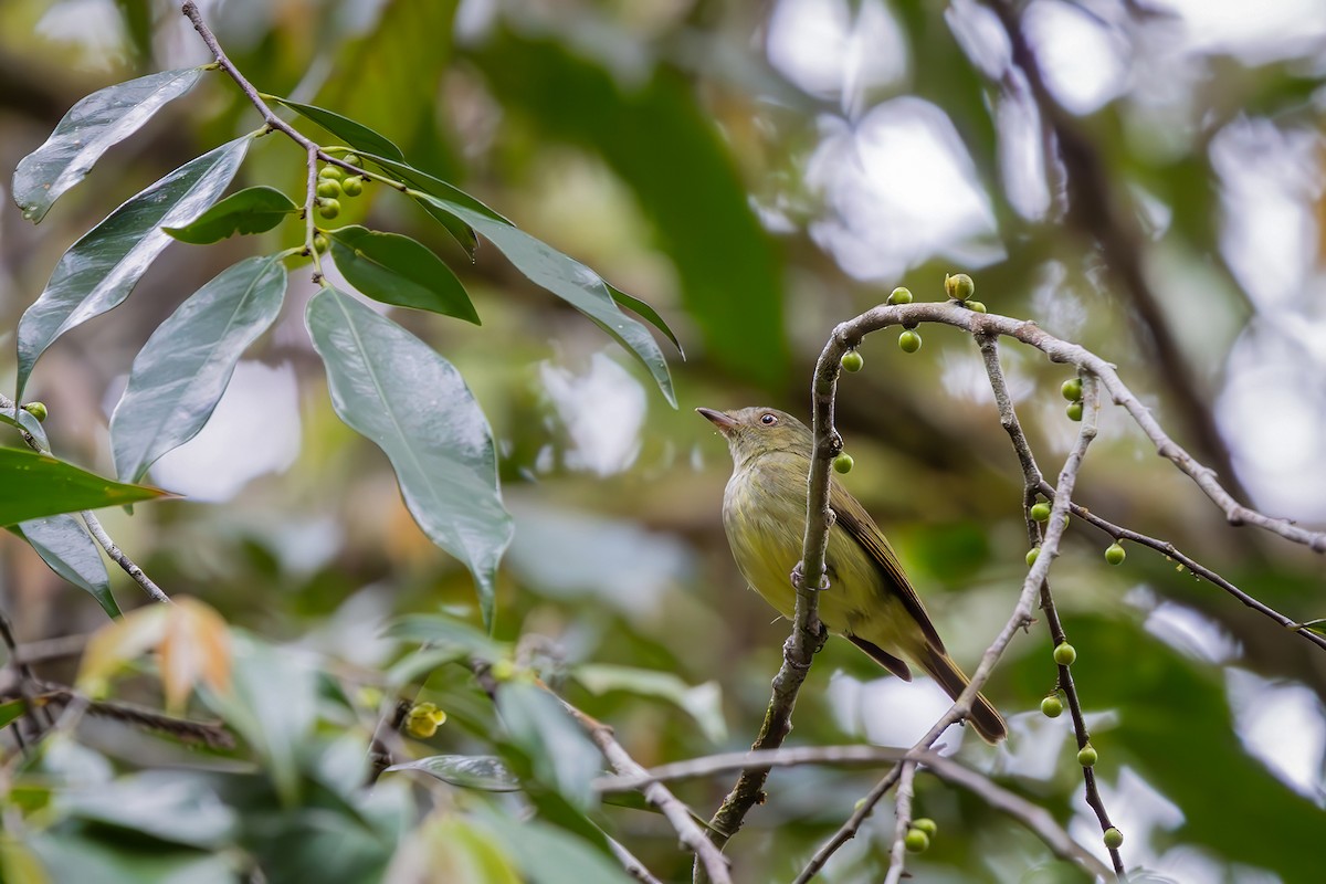 Wied's Tyrant-Manakin - ML646151740