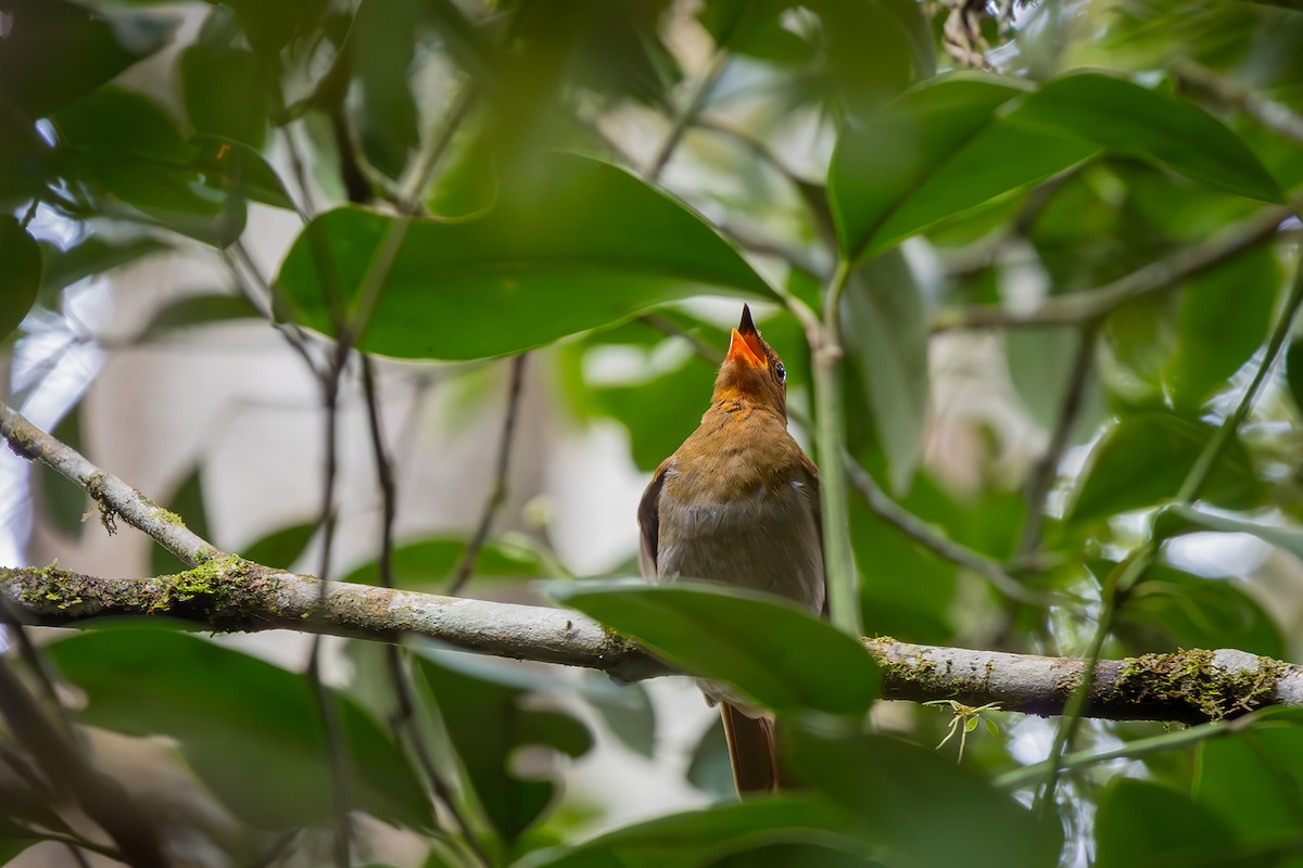 Rufous-brown Solitaire - ML646151741