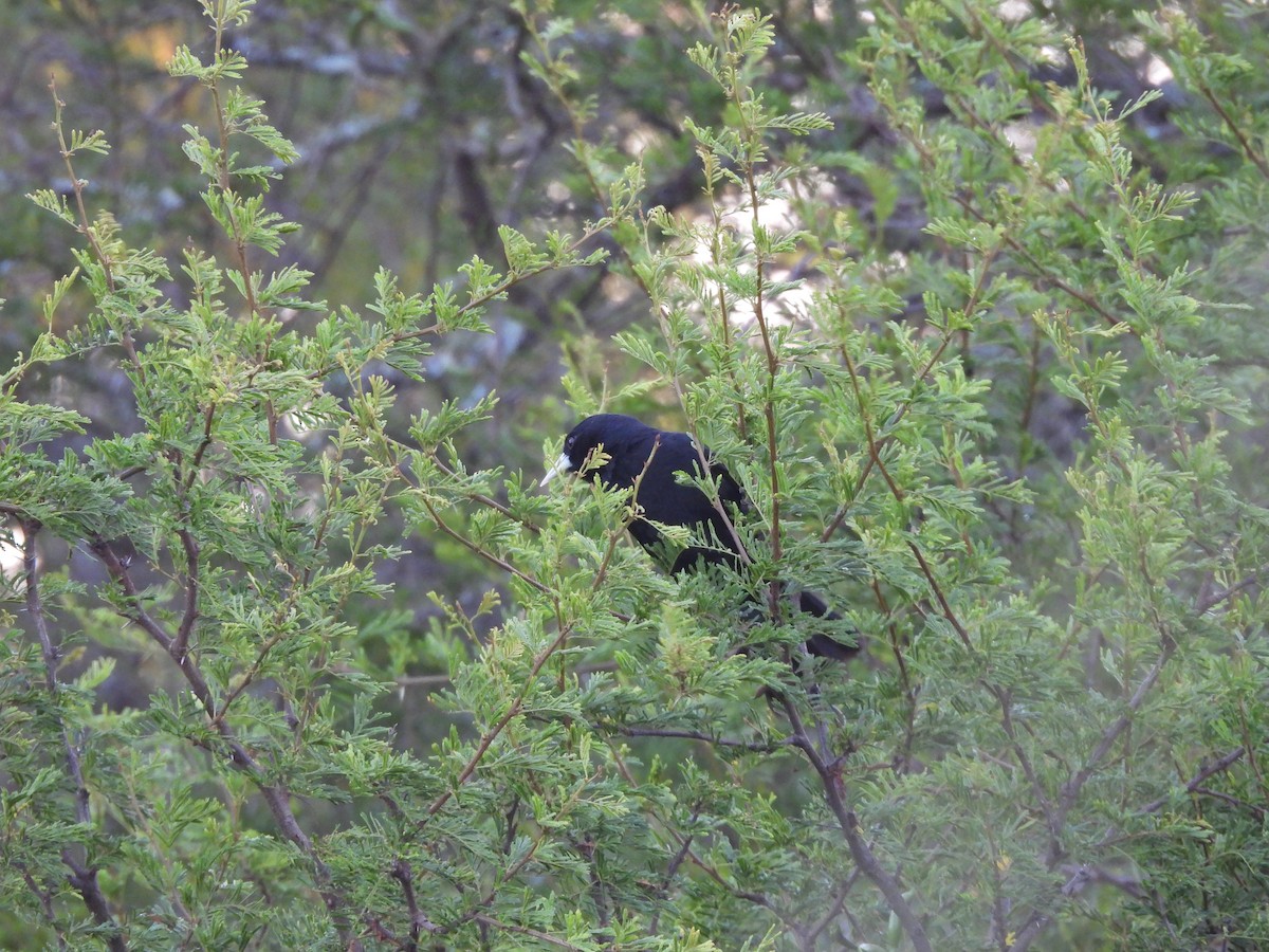Solitary Black Cacique - ML646151743