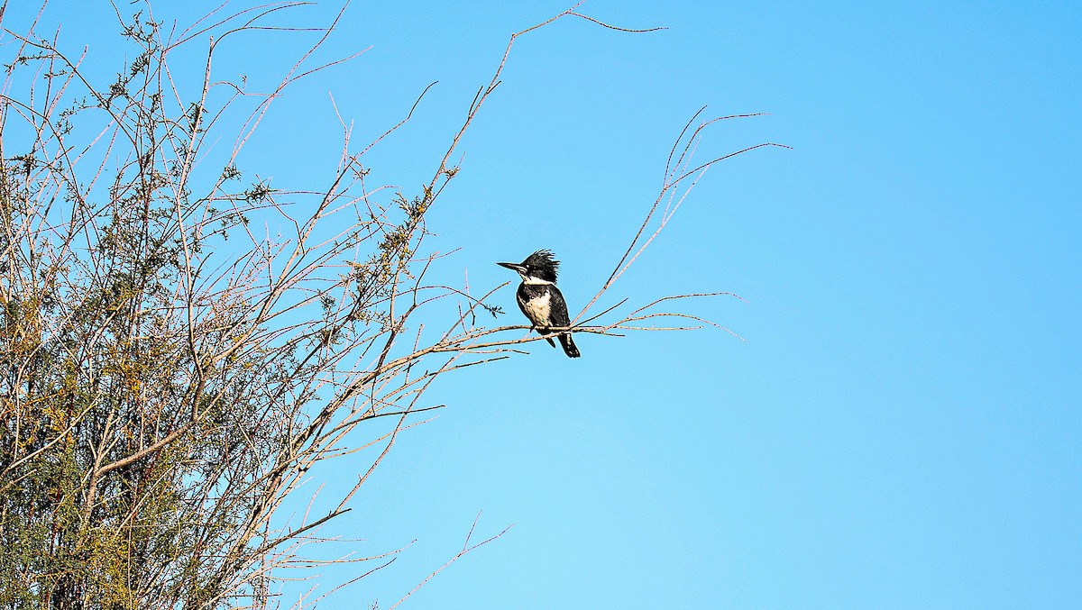 Belted Kingfisher - ML646151744