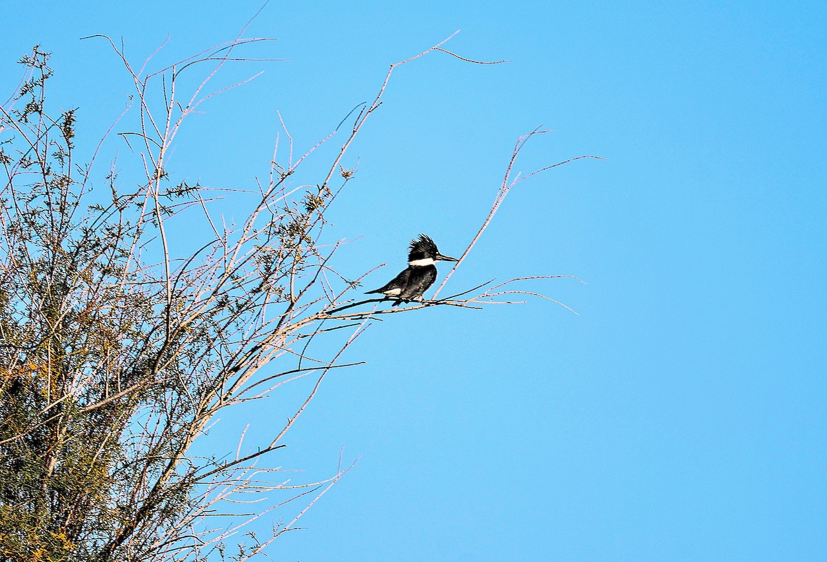 Belted Kingfisher - ML646151745