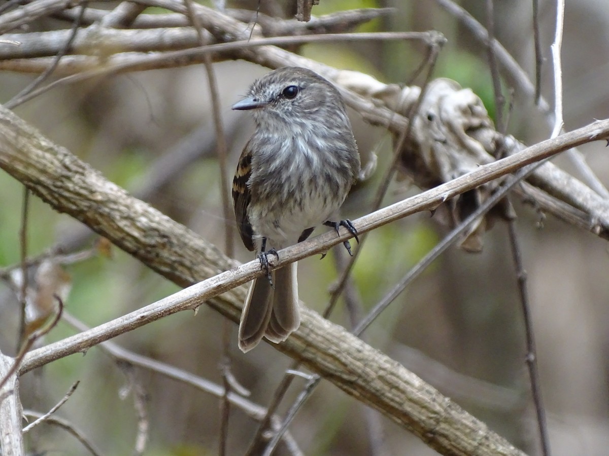 Mouse-gray Flycatcher - ML646151746
