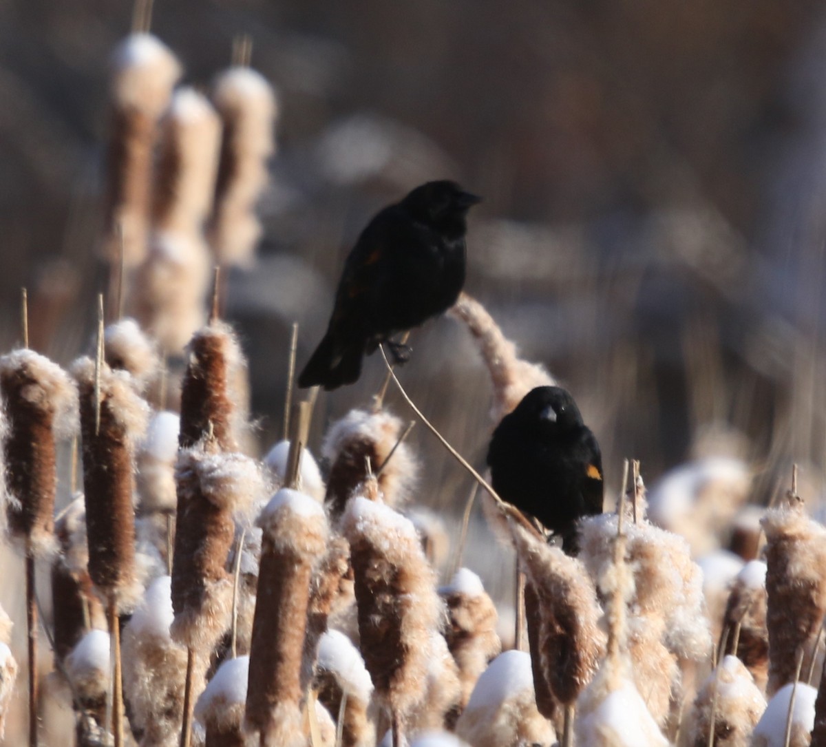 Red-winged Blackbird - ML646151747