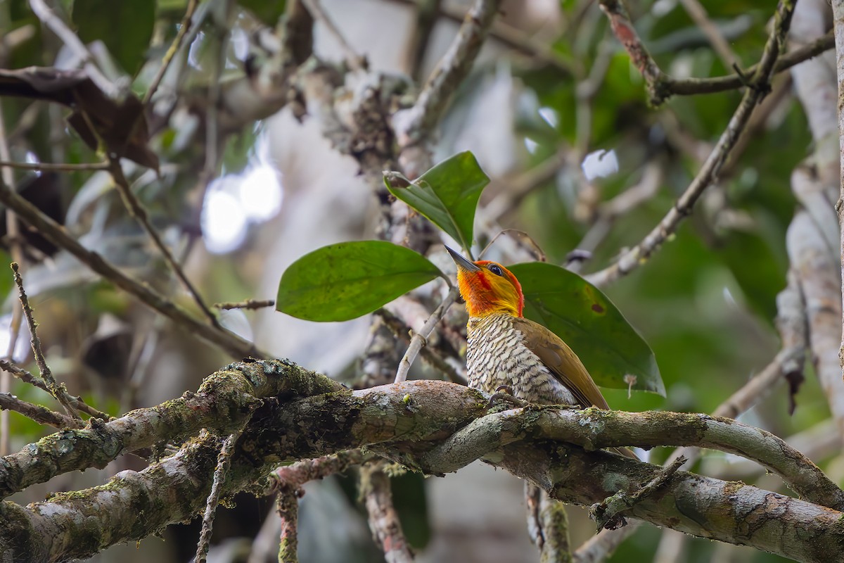 Yellow-throated Woodpecker - ML646151750