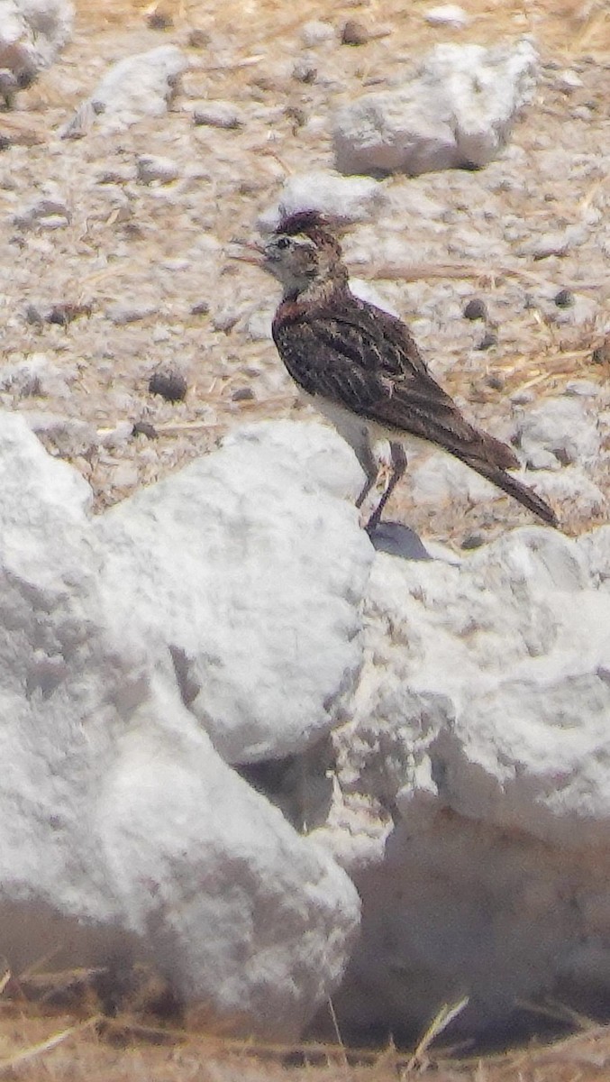 アフリカヒメコウテンシ - ML646151755