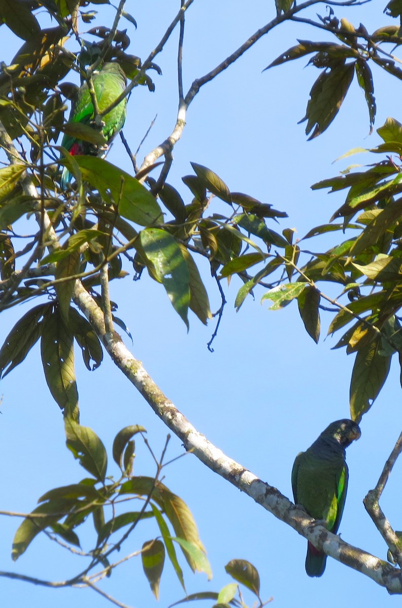 Папуга-червоногуз зеленощокий - ML646151763